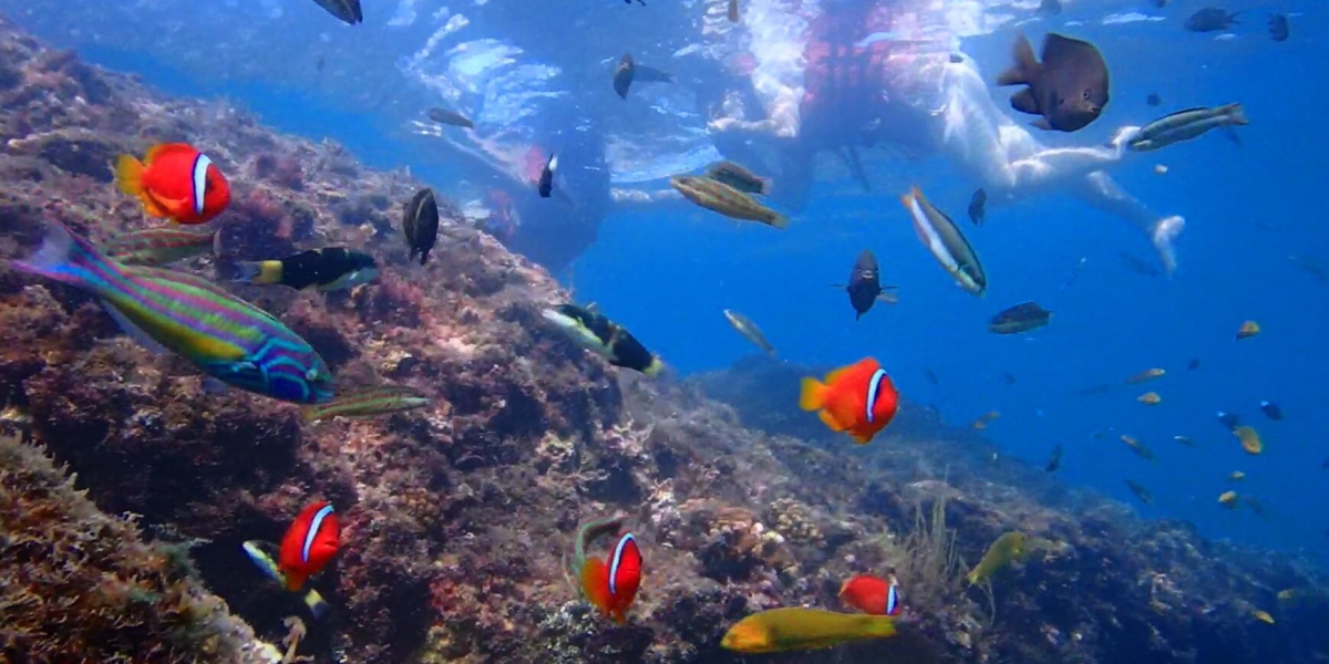 後壁湖浮潛
